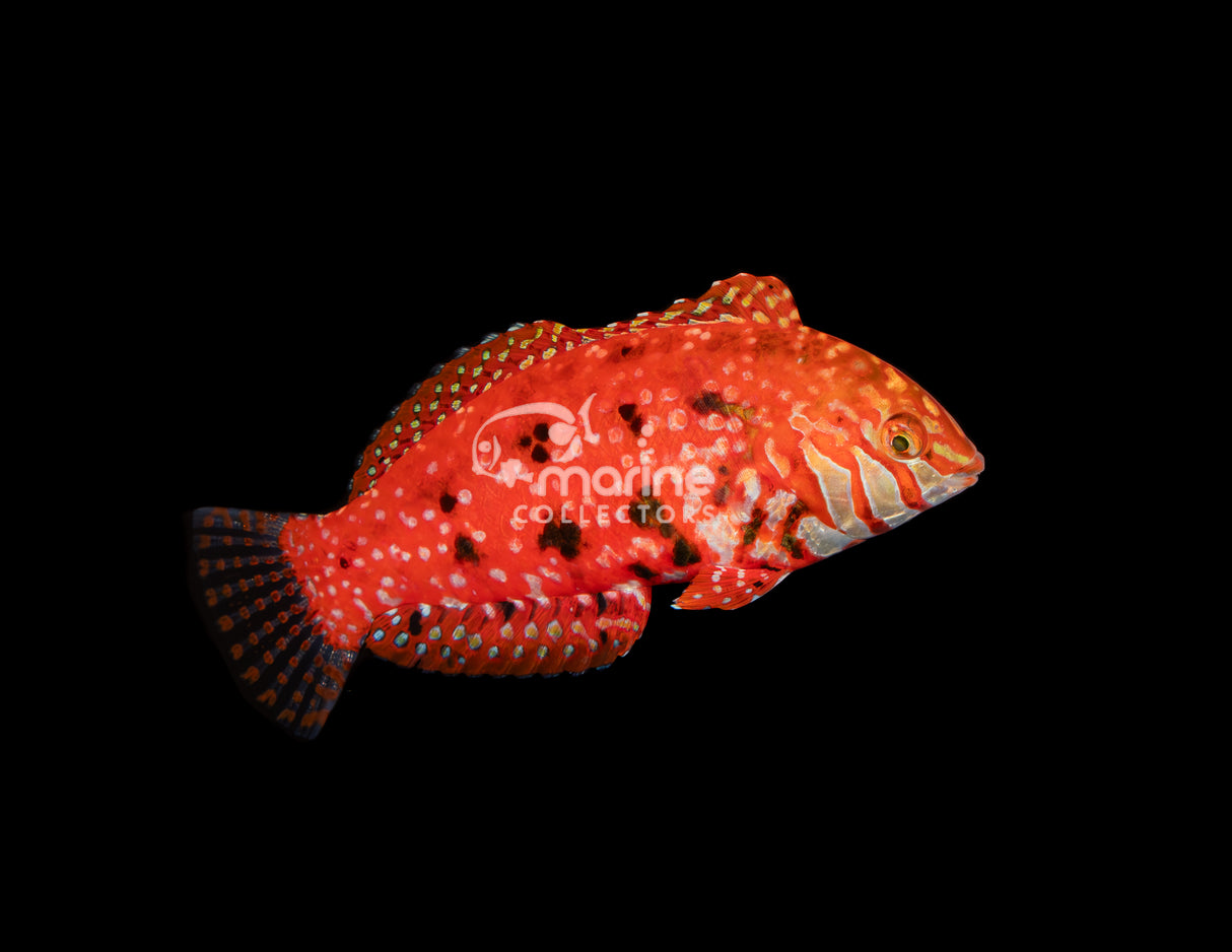 Jewel Leopard Wrasse