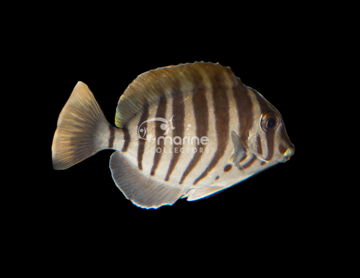 Zebra Tang