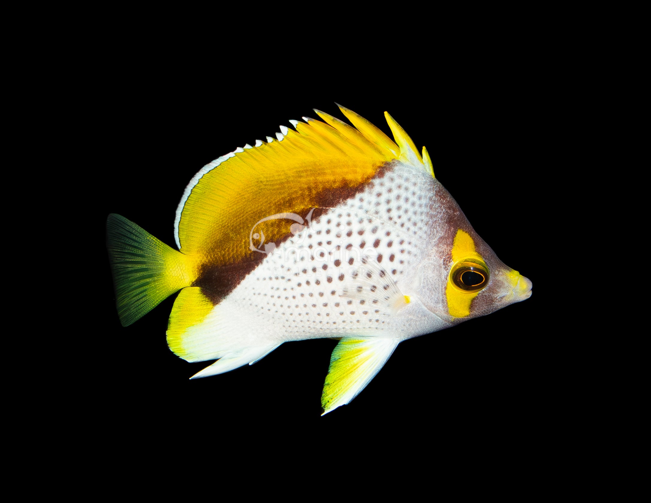 Declivis "Marquesas" Butterflyfish – Marine Collectors