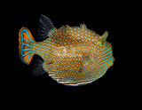 Ornate Boxfish