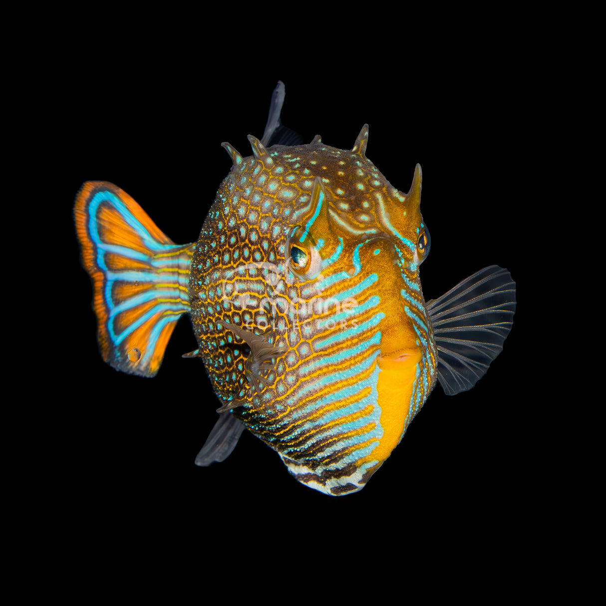 Ornate Boxfish