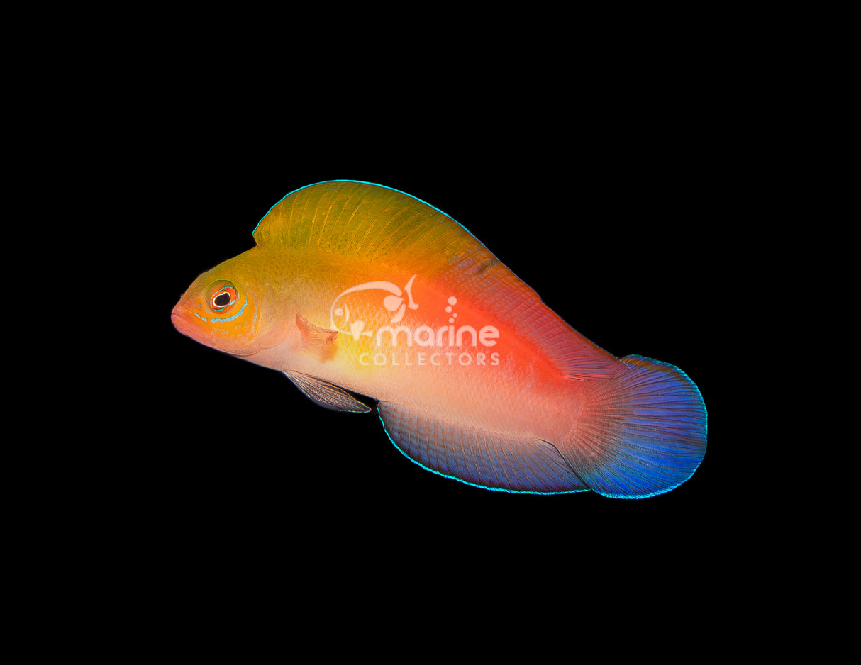 Queensland Dottyback #1