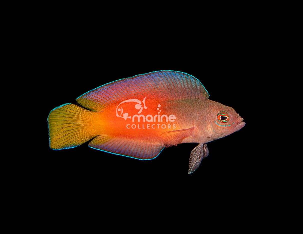 Queensland Dottyback #2