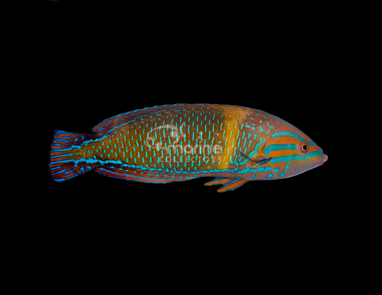 Femininus Wrasse