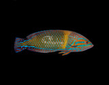 Femininus Wrasse