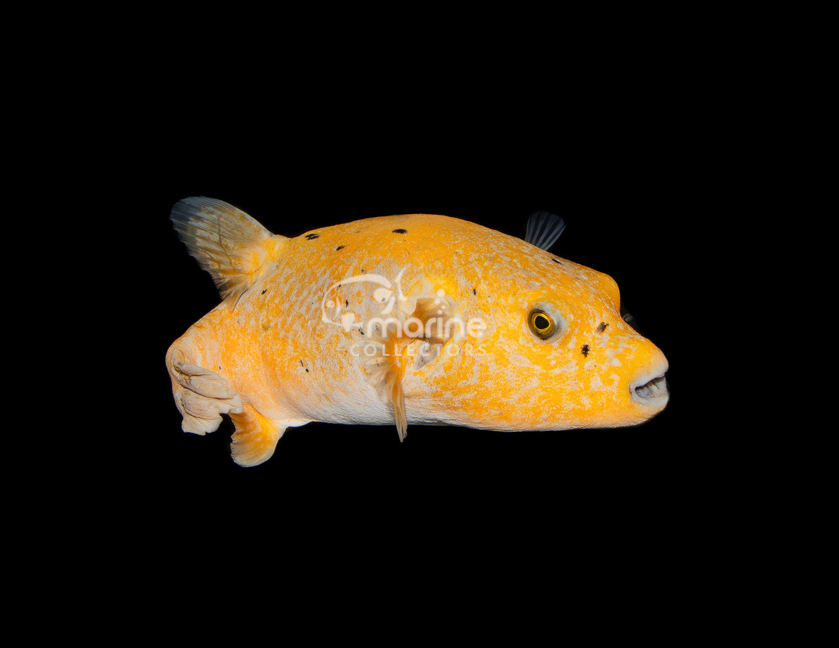 Golden Puffer #2