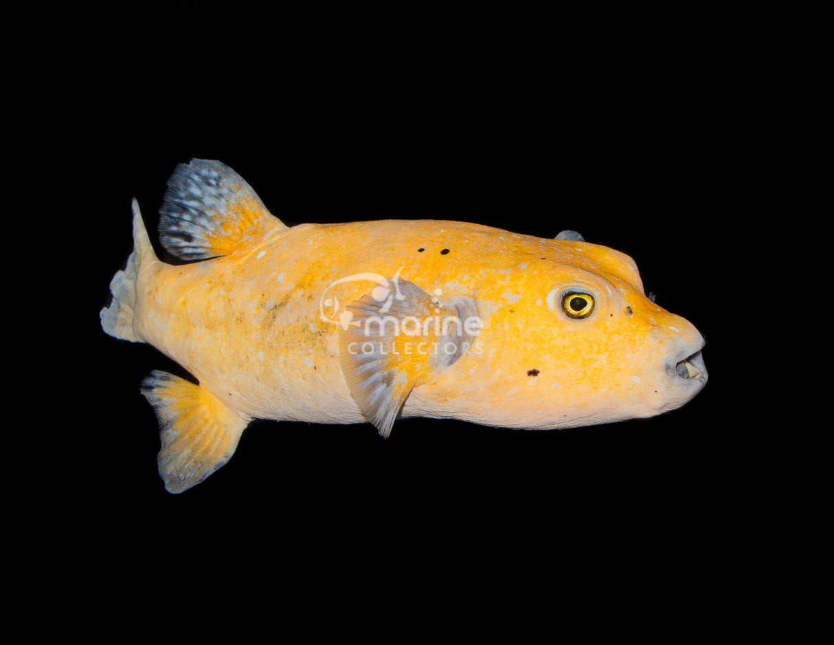 Golden Puffer #1 [JUMBO]