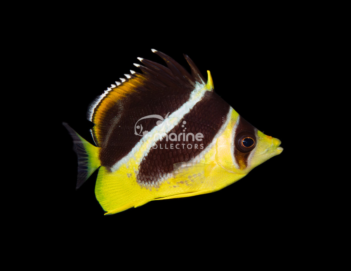 Mitratus Butterflyfish