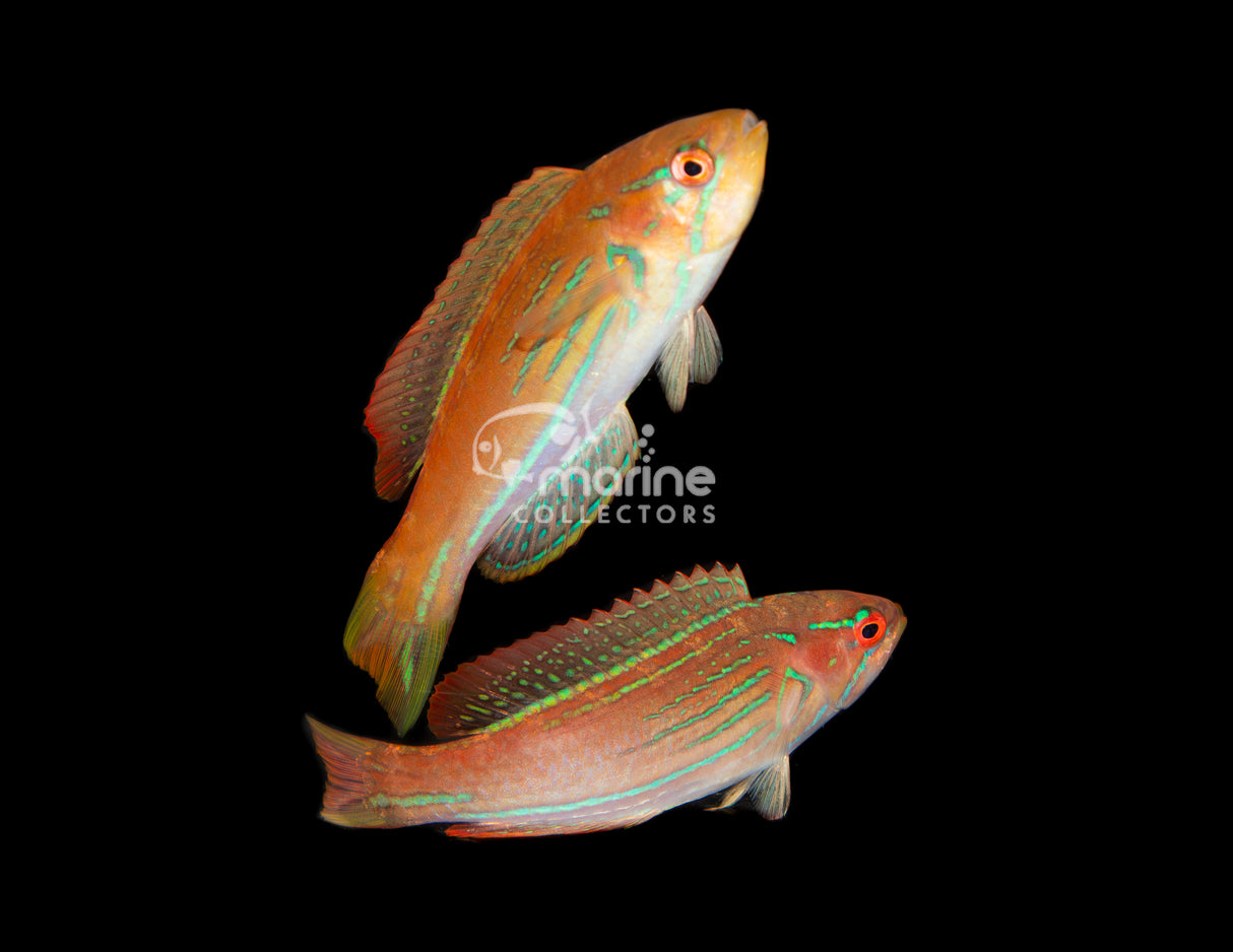 Madagascar Flasher Wrasse [Juvenile PAIR]