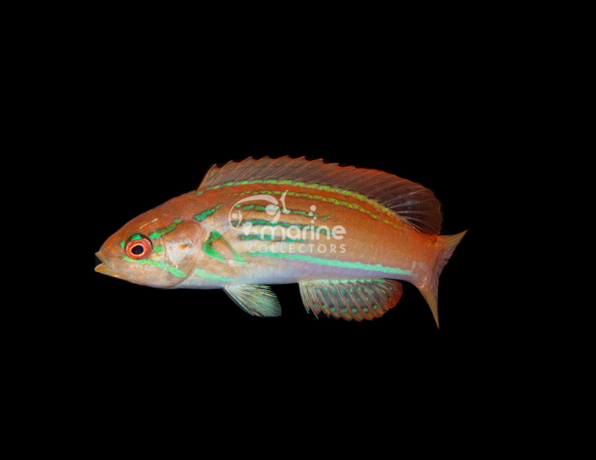 Madagascar Flasher Wrasse #2