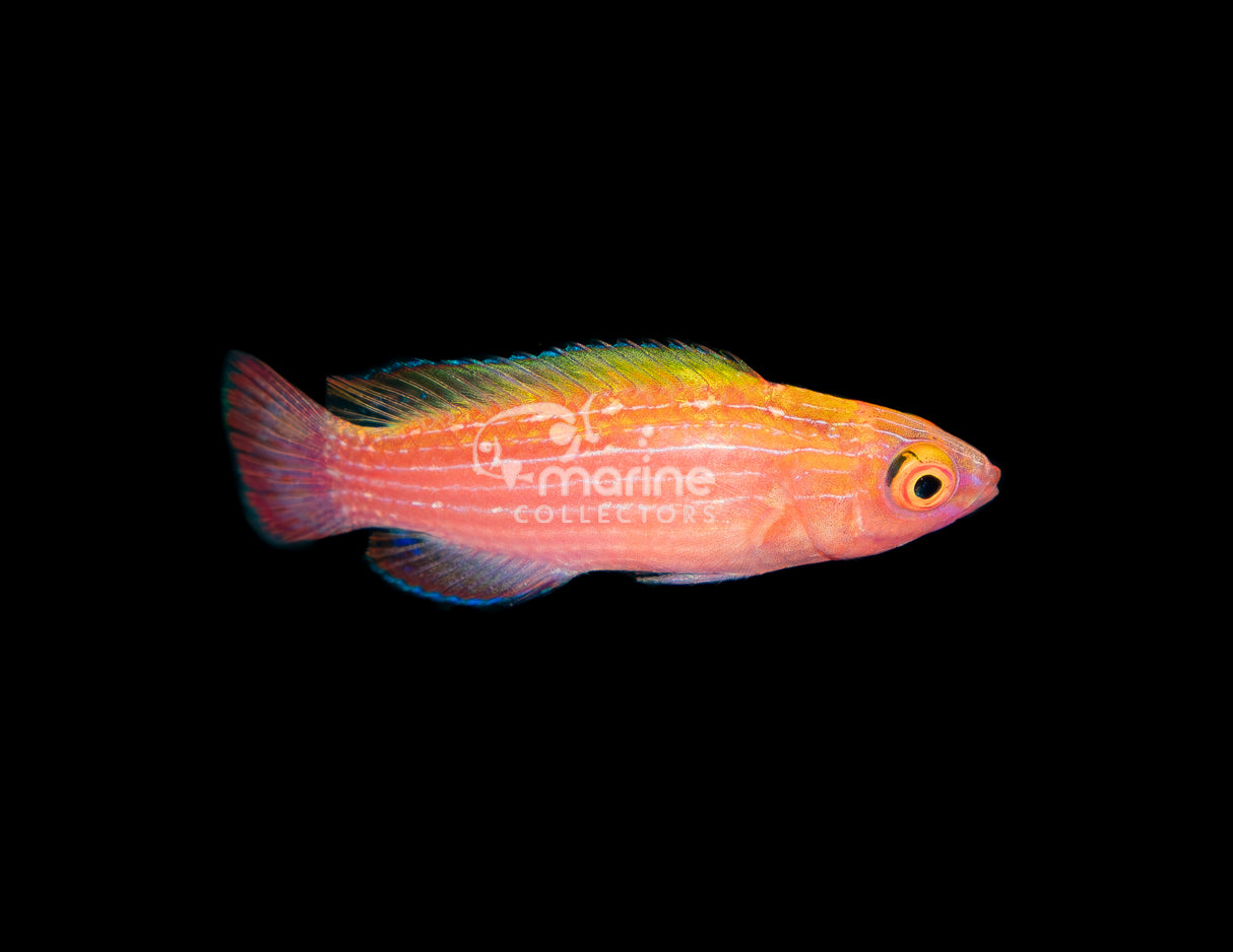 Earle's Wrasse [Juvenile]