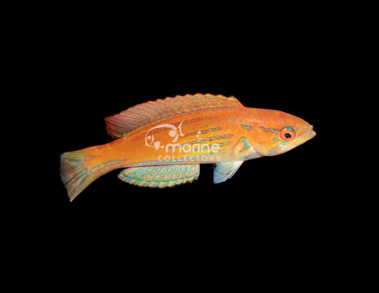 Madagascar Flasher Wrasse #1