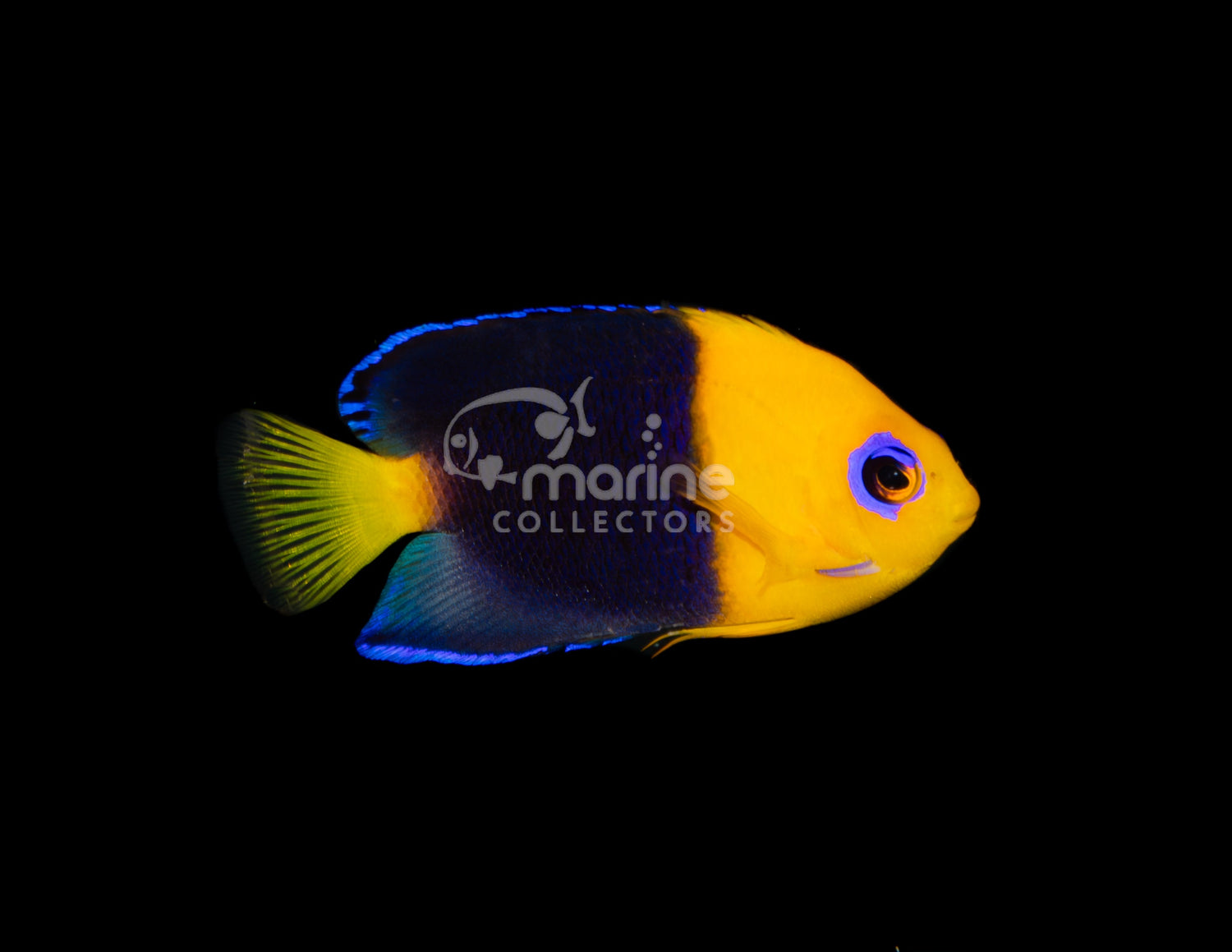 Joculator Angel - Saltwater Fish – Marine Collectors