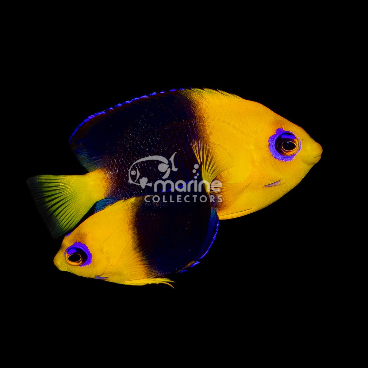 Joculator Angelfish [PAIR] – Marine Collectors