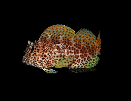 Leopard Blenny-Marine Collectors