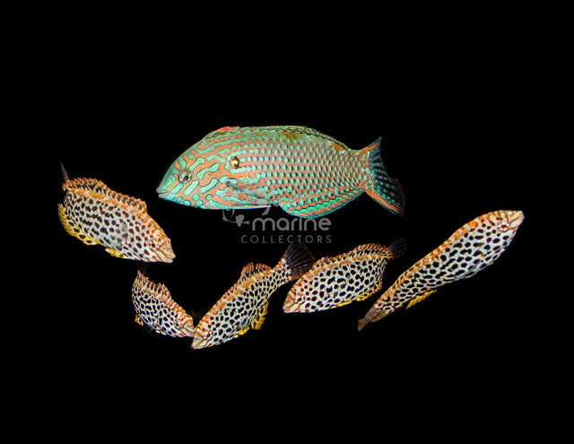 Leopard Wrasse (Group of 6)-Marine Collectors