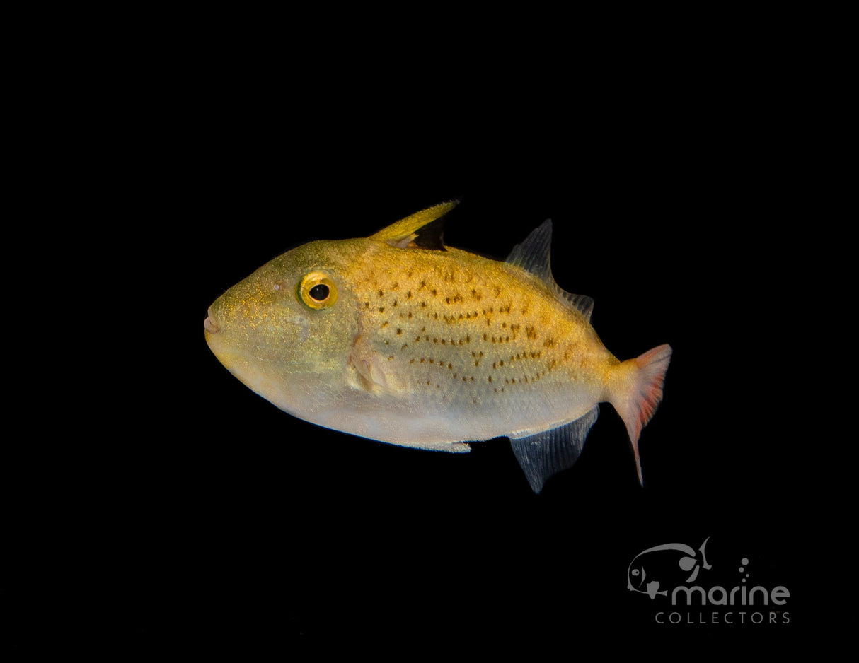 Line-Spot Triggerfish (Juvenile)-Marine Collectors