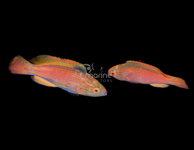 Lineatus Wrasse (SMALL PAIR!) #1-Marine Collectors