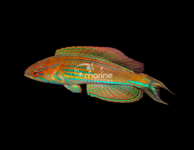 Madagascar Flasher Wrasse-Marine Collectors