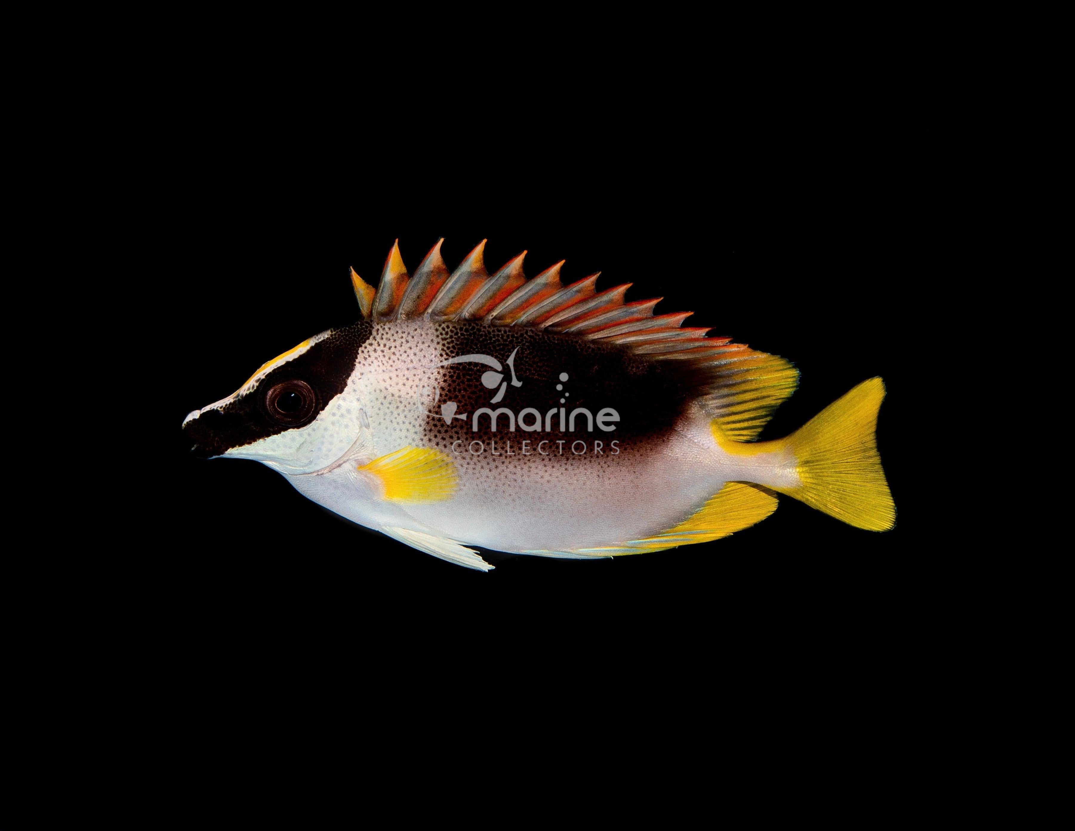 Magnificent Foxface Saltwater Fish Marine Collectors