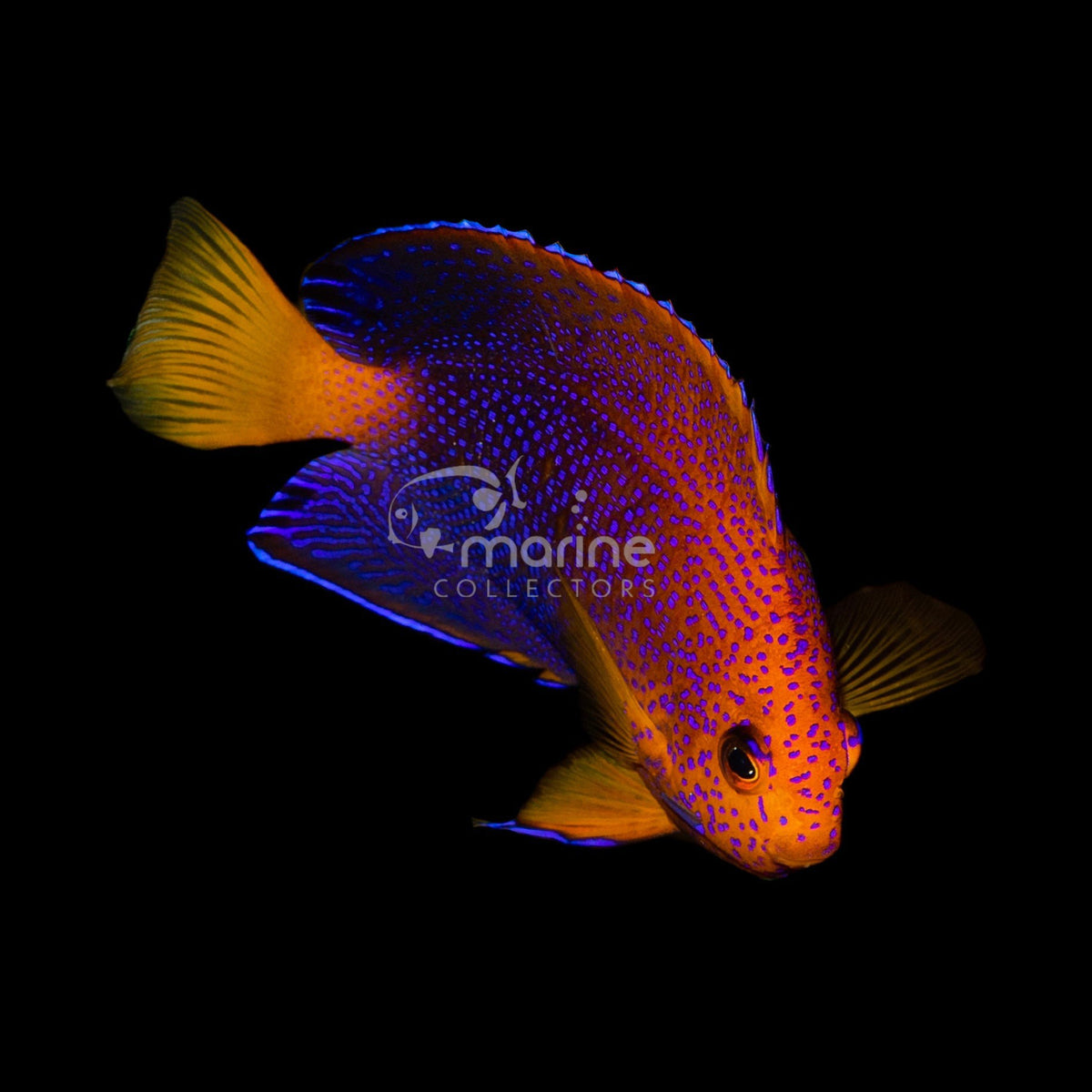 Male Interuptus Angelfish (WILD) - Saltwater Fish Shop | Marine ...