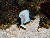 Masked Angelfish (Captive Bred)-Marine Collectors
