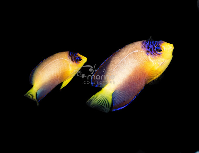 Multicolor Angelfish (PAIR)-Marine Collectors