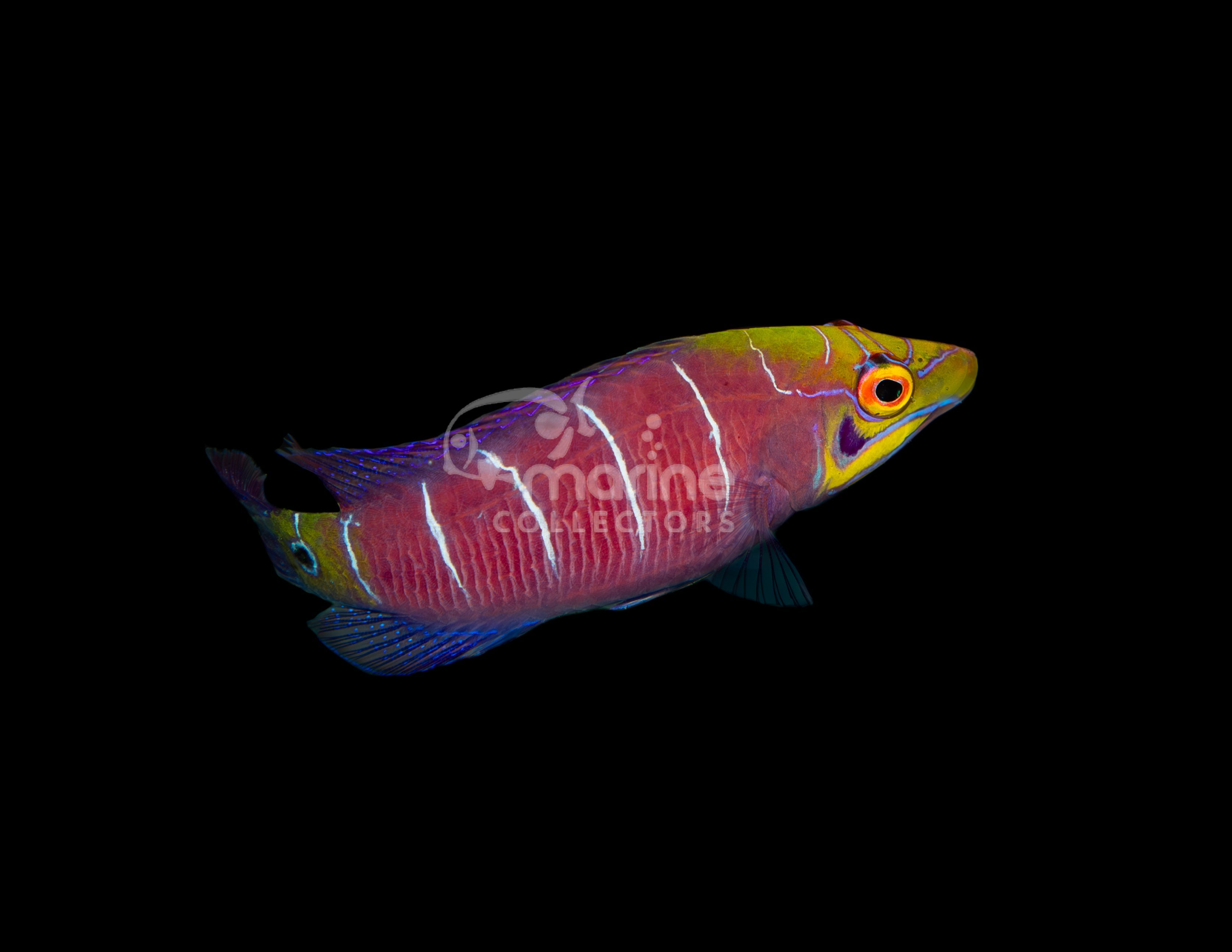 Mystery Wrasse - Saltwater Fish – Marine Collectors