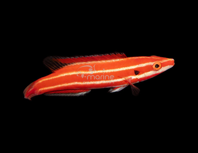Neopercularis Hogfish-Marine Collectors