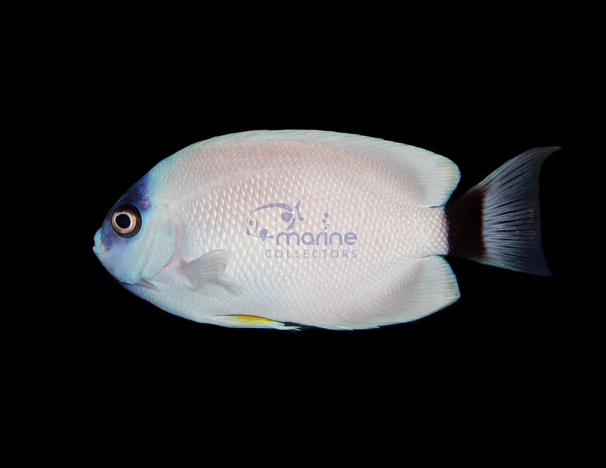 Personatus Angelfish (ADULT)-Marine Collectors