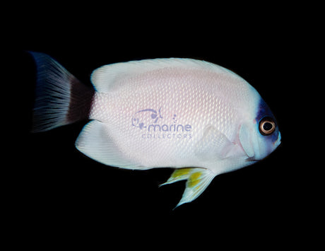 Personatus Angelfish (ADULT)-Marine Collectors