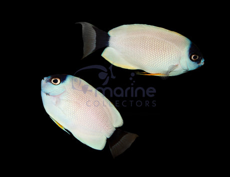 Personatus Angelfish (Transitional PAIR)-Marine Collectors