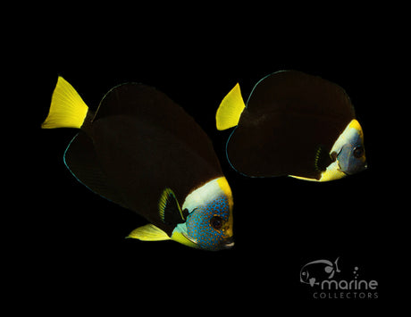 Personifer Angelfish (PAIR)-Marine Collectors