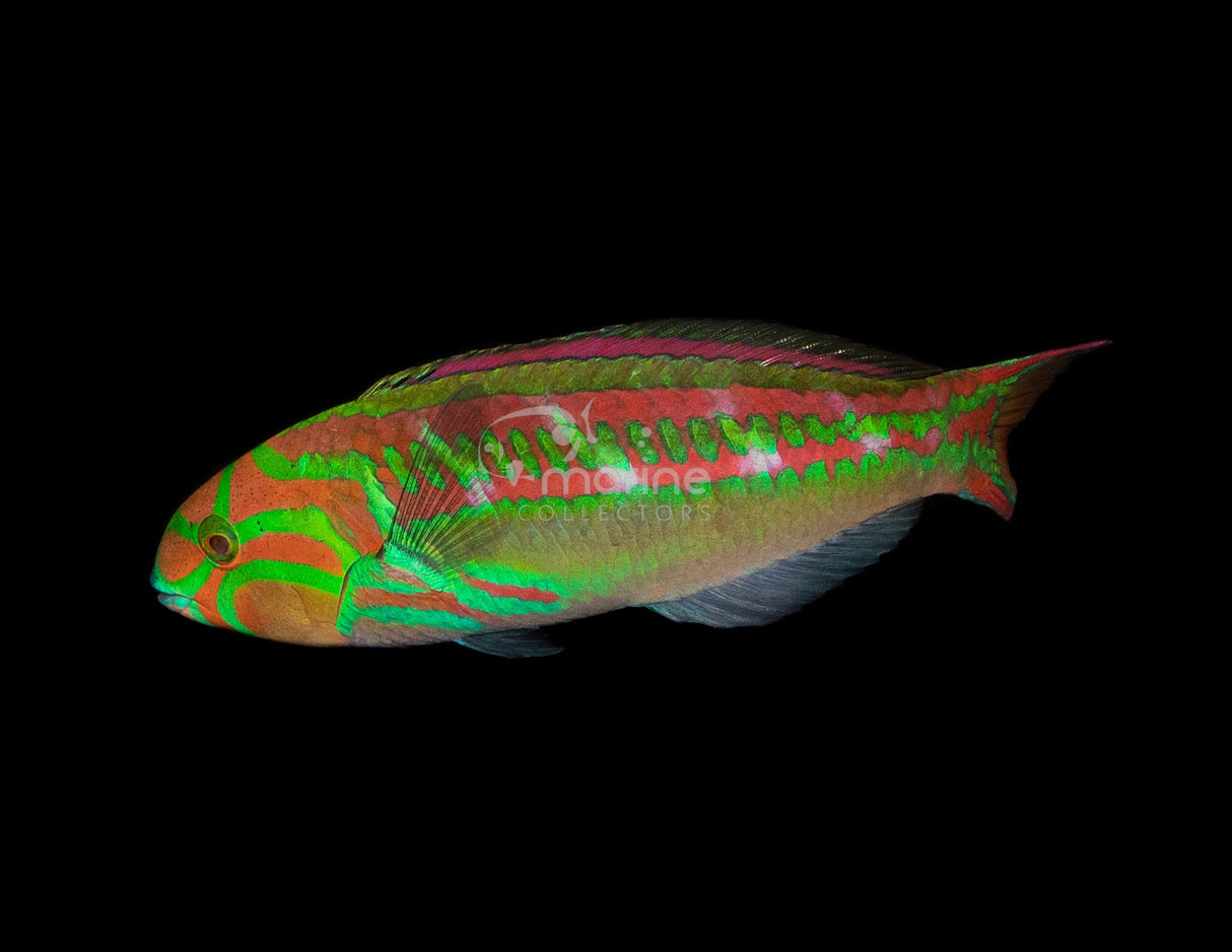 Pinkface Wrasse (SUPERMALE) #1-Marine Collectors