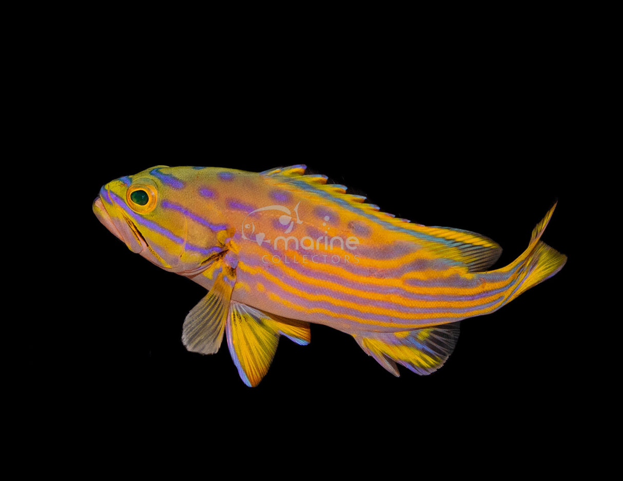 Polleni Grouper-Marine Collectors