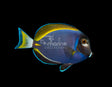 Powder Blue Tang Hybrid-Marine Collectors