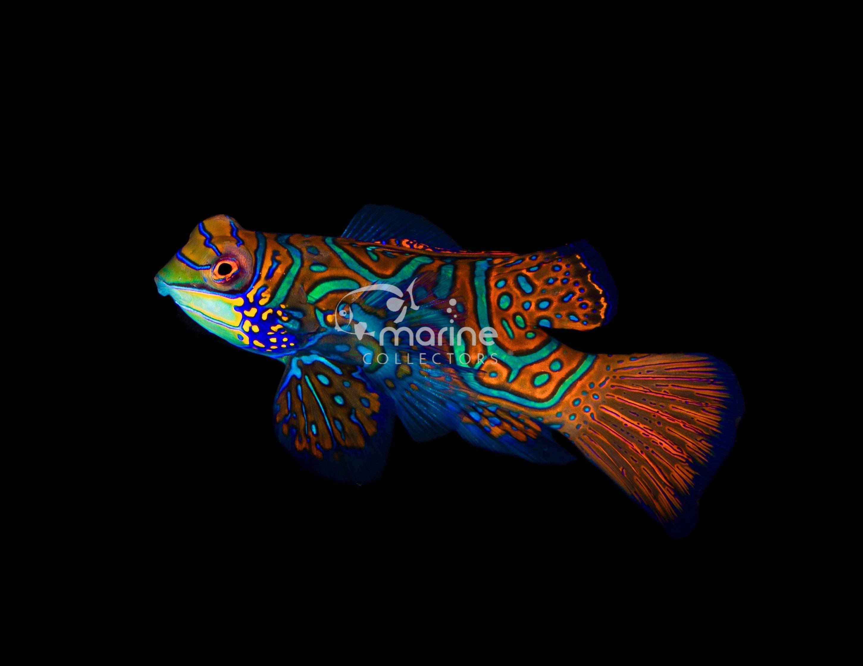 Outlet Mandarin Goby