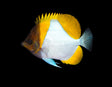 Pyramid Butterfly-Marine Collectors