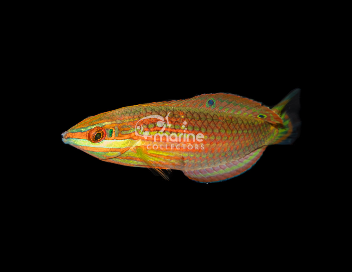 Red-lined Wrasse