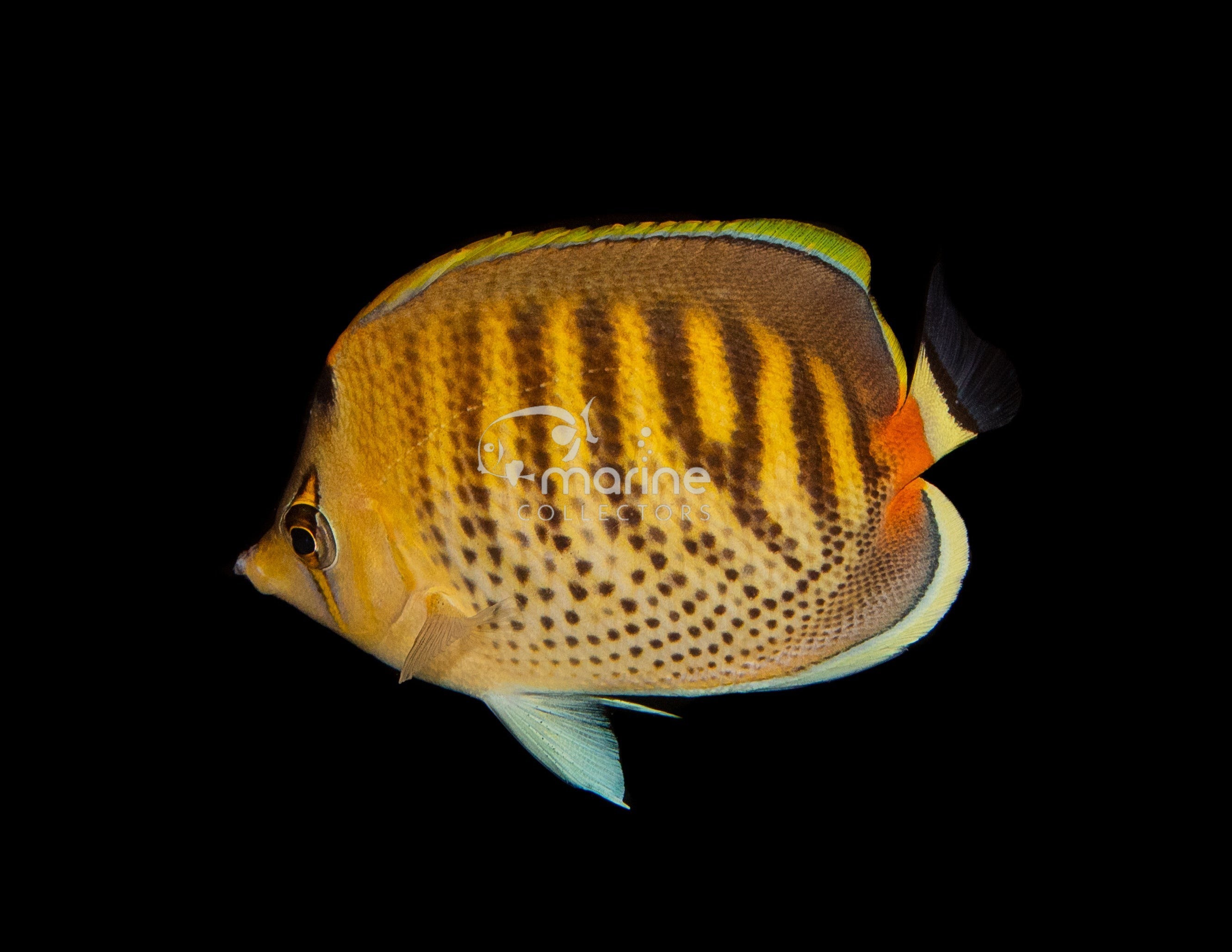 Butterflyfish – Marine Collectors