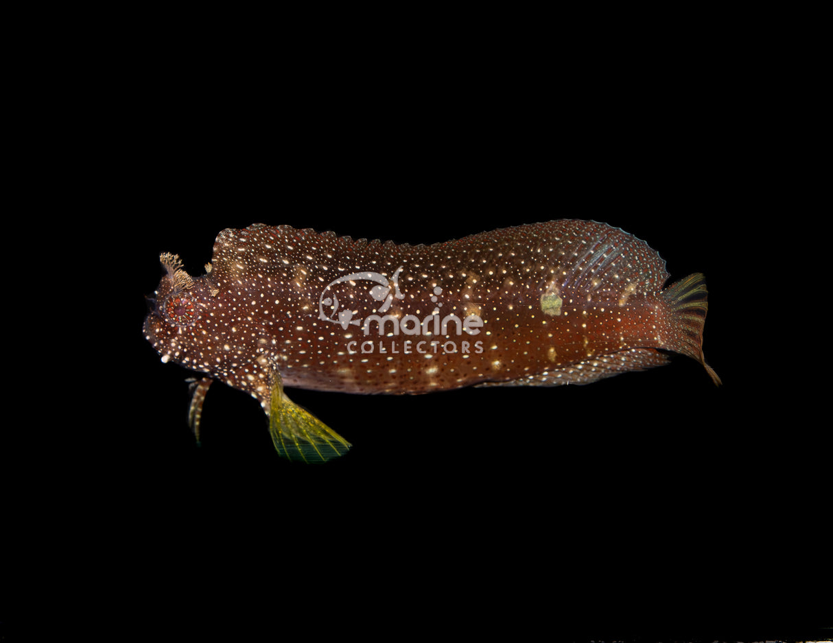 Starry Blenny