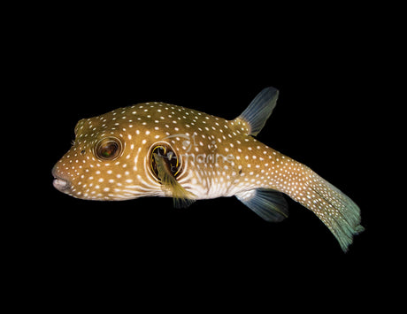 Stars and Stripes Pufferfish (SHOW SIZE)-Marine Collectors