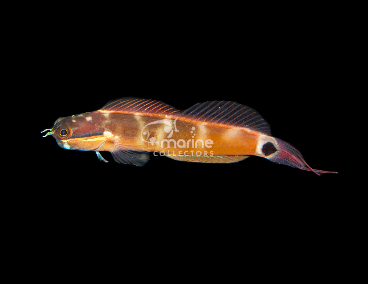 Tail Spot Blenny