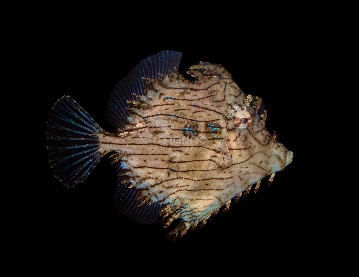 Tassled Filefish-Marine Collectors