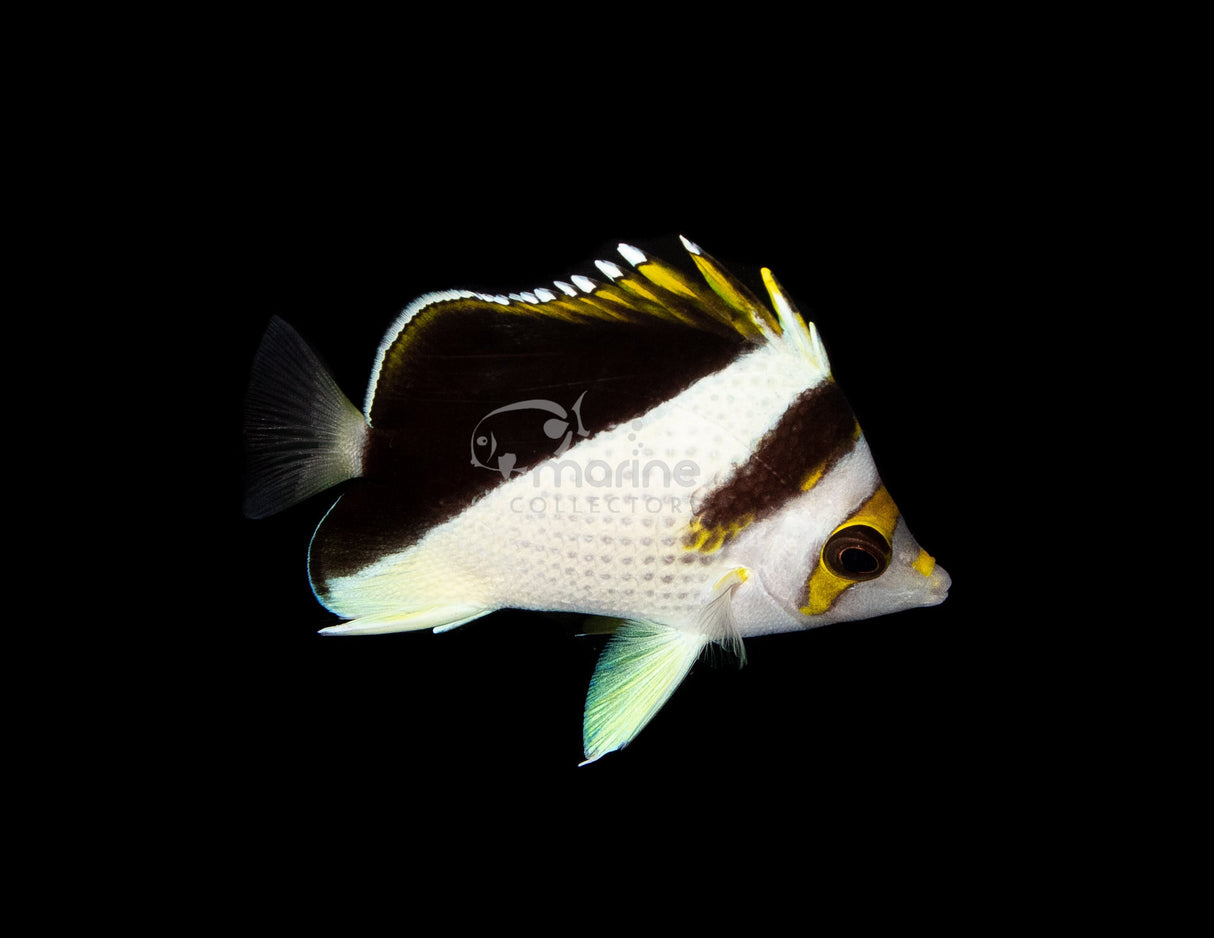 Tinkeri Hybrid Butterflyfish-Marine Collectors