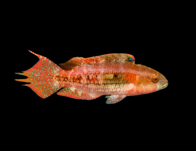 Two Spot Wrasse (MALE)-Marine Collectors