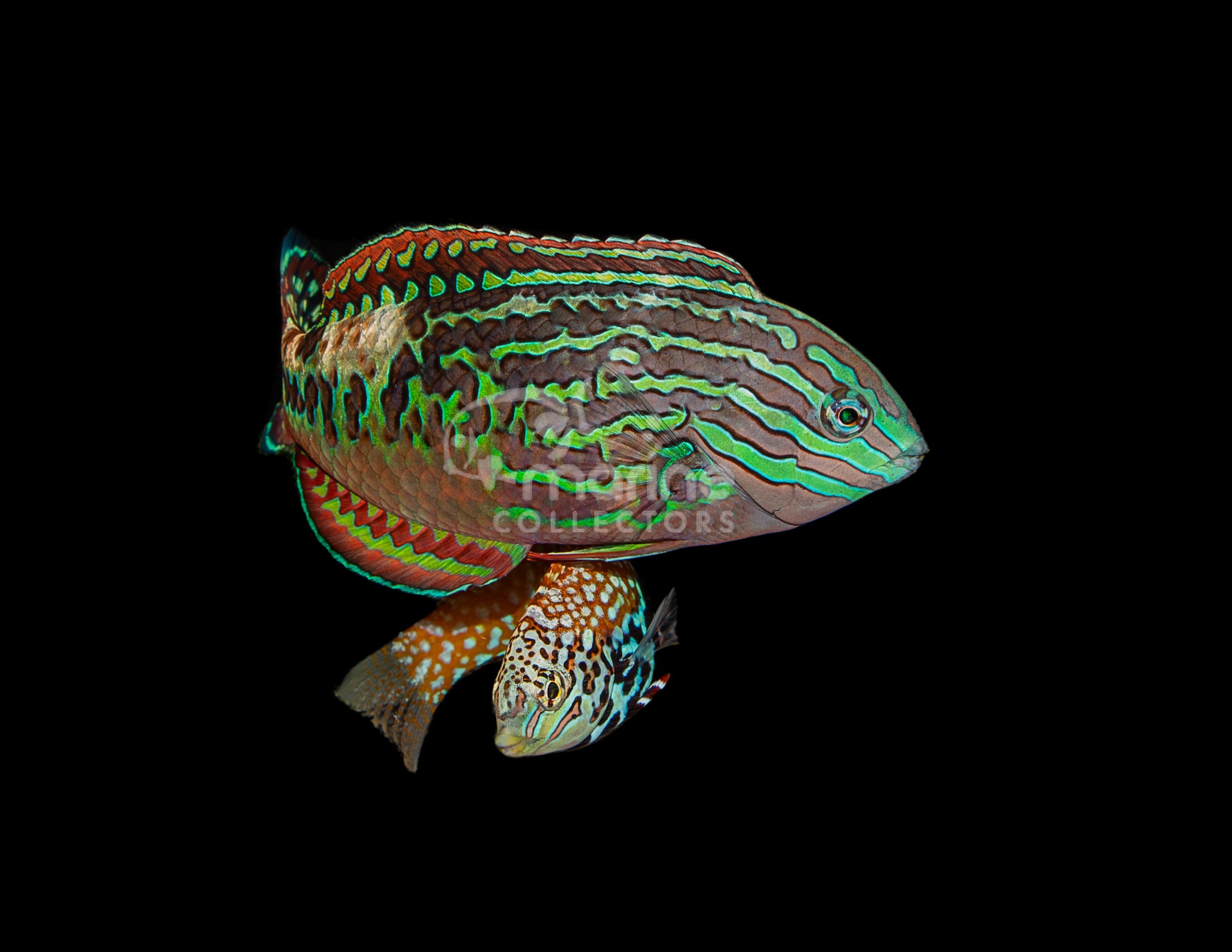 Blue star leopard wrasse care best sale