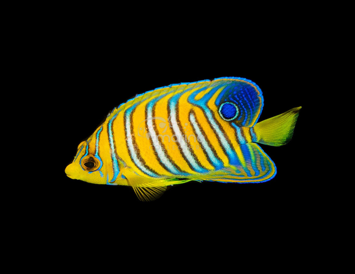 Yellow Belly Regal Angelfish #2A-Marine Collectors