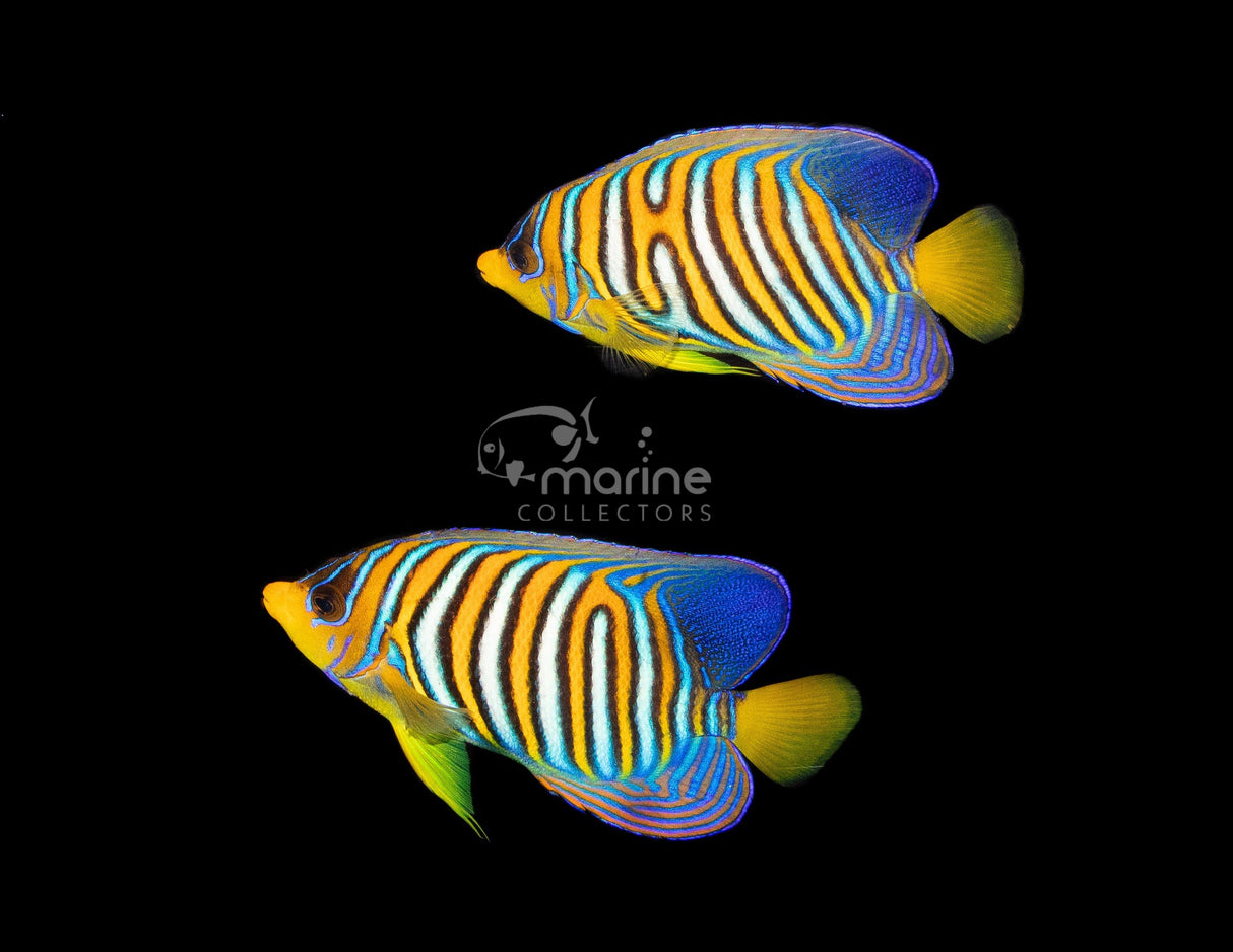 Yellow Belly Regal Angelfish (PAIR)-Marine Collectors