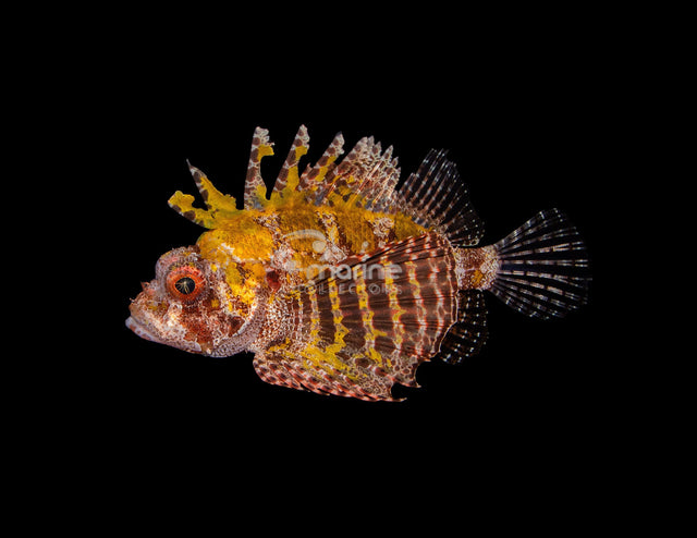 Yellow Fuzzy Dwarf Lionfish-Marine Collectors